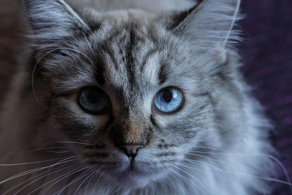 Невская маскарадная кошка   фото, описание породы, характер, уход, имена