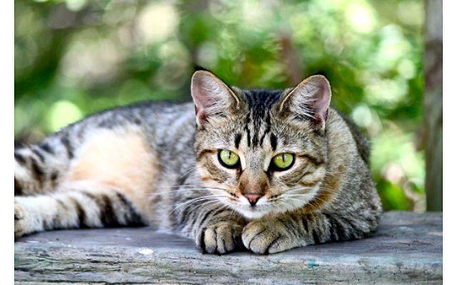 Американская короткошерстная кошка: описание породы, характер, уход, содержание и кормление