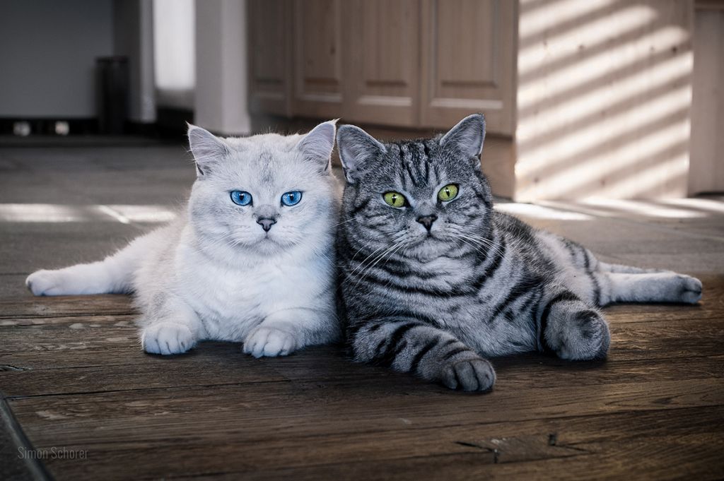 Британская короткошерстная кошка   фото, цена, описание породы, характер, особенности, стандарт,