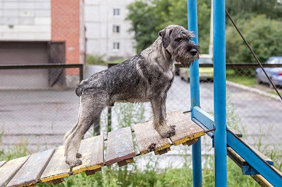 Миттельшнауцер: все о собаке, фото, описание породы, характер, цена