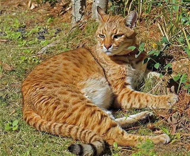 Кошка сафари: описание породы и особенности характера