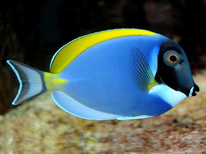 Голубой хирург (рыбка paracanthurus hepatus): виды (белогрудый или leucosternon, lineatus, triostegus, японский, pyroferus), содержание, кормление, совместимость