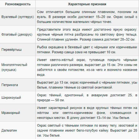 Сом синодонтис (перевертыш): совместимость с другими аквариумными рыбками, содержание, виды, размножение, фото