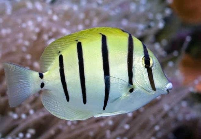 Голубой хирург (рыбка paracanthurus hepatus): виды (белогрудый или leucosternon, lineatus, triostegus, японский, pyroferus), содержание, кормление, совместимость