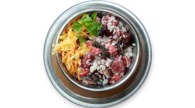 Йорк – беременность и роды, послеродовой уход за собакой и щенками