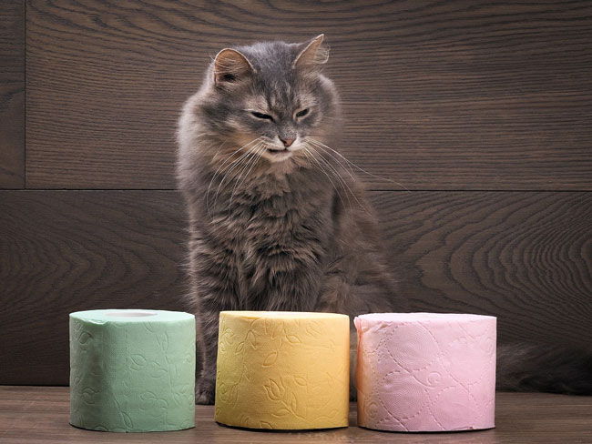 Понос у котенка, кошки: Что делать? [Руководство к действию]