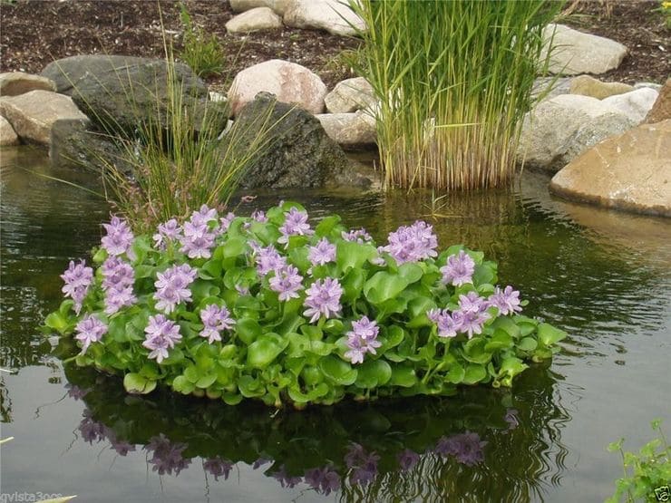 Водяная эйхорния или водный гиацинт: описание растения, посадка и уход в домашних условиях, полезные свойства