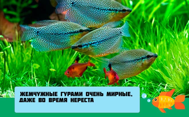 Гурами жемчужный (перламутровый): содержание, уход, совместимость с другими рыбками, отличия самца и самки, разведение в домашних условиях, нерест, параметры воды, внешний вид, кормление, болезни