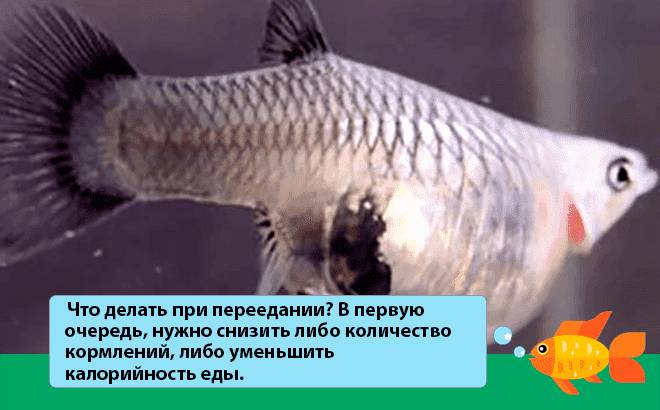 Чем кормить гуппи в аквариуме в домашних условиях: сколько раз в день, как часто, живой корм, новорожденных, если нет корма, переедание