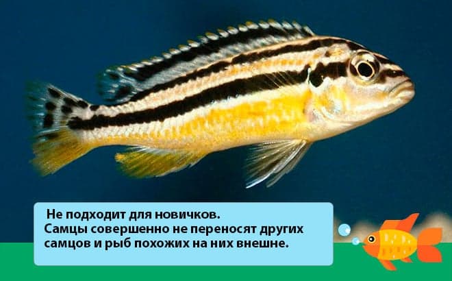 Меланохромис ауратус (золотой попугай, melanochromis auratus): содержание цихлиды, фото, разведение рыбки, совместимость, продолжительность жизни
