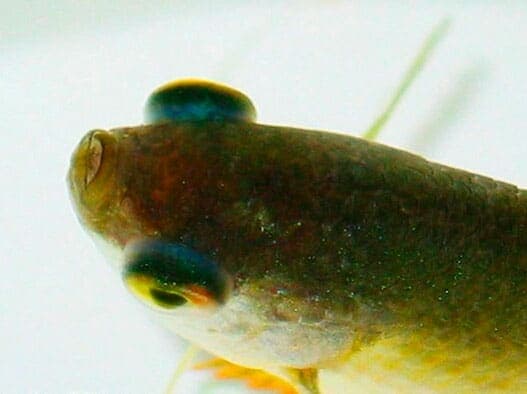 Микрорасбора галактика (расбора, danio margaritatus): содержание, разведение рыбки, совместимость, размножение, фото