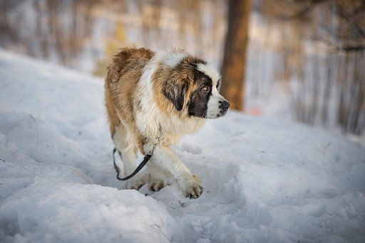 Московская сторожевая собака: все о собаке, фото, описание породы, характер, цена