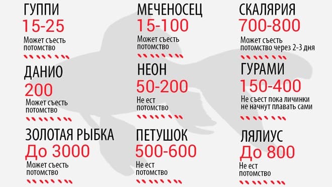 Как размножаются рыбки (разведение, спаривание аквариумных рыб): оплодотворение икры в аквариуме, способы, особенности