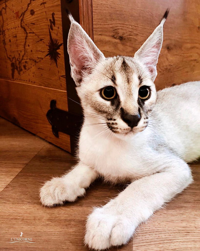Каракет:   фото кошки, описание породы, характер, происхождение