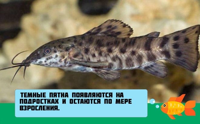 Таракатум содержание и уход за сомом: отличие самца и самки рыбки, размножение (разведение) в домашних условиях, нерест, совместимость, описание, фото