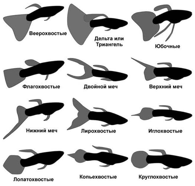 Виды гуппи (разновидности, породы и названия): по цвету (красные и королевские, синие, желтые, оранжевые), вуалехвосты, алые