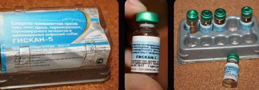 Сыворотка гискан 5 для собак и щенков: инструкция по применению