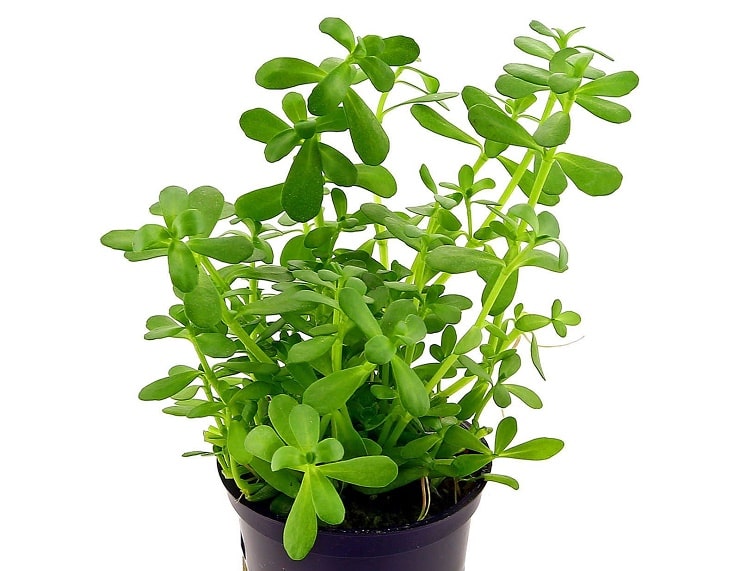 Бакопа Монье (Bacopa monnieri): описание и состав растения, лечебные свойства и противопоказания