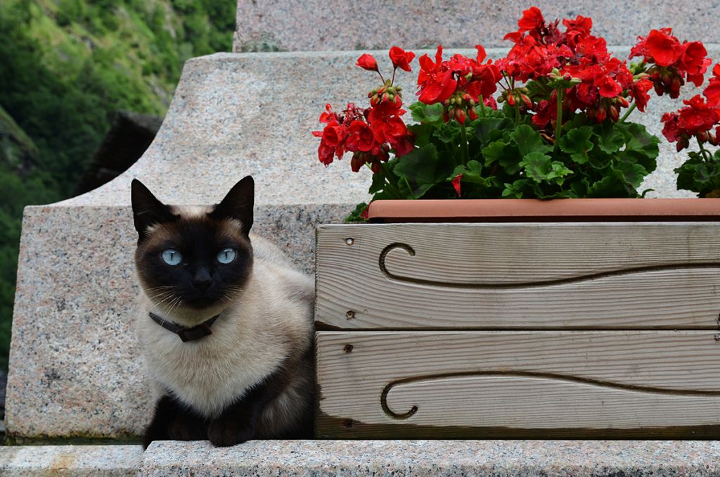 Сиамская кошка   фото, описание породы, характер, уход, стандарты, имена, цена