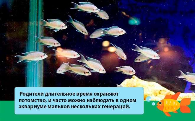 Принцесса Бурунди (рыбка цихлида): содержание, совместимость, фото, параметры воды, кормление, размножение