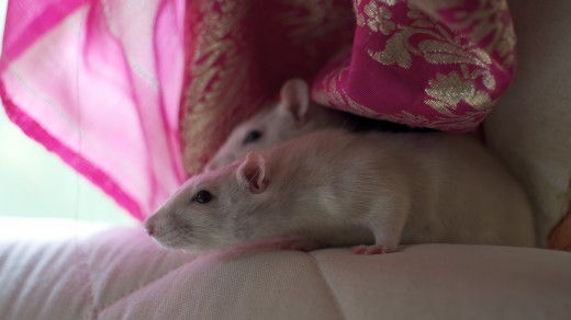 Как играть с декоративной крысой в домашних условиях