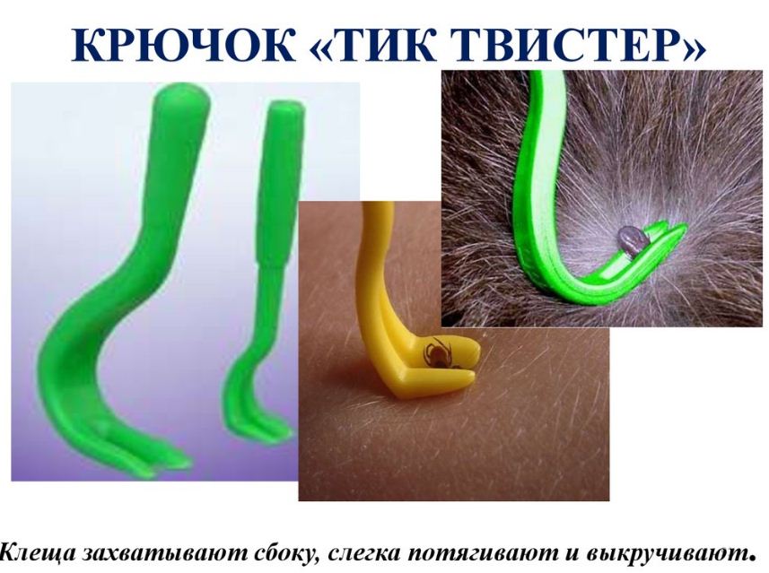 Клещ у собаки: как вытащить в домашних условиях инструкция с видео
