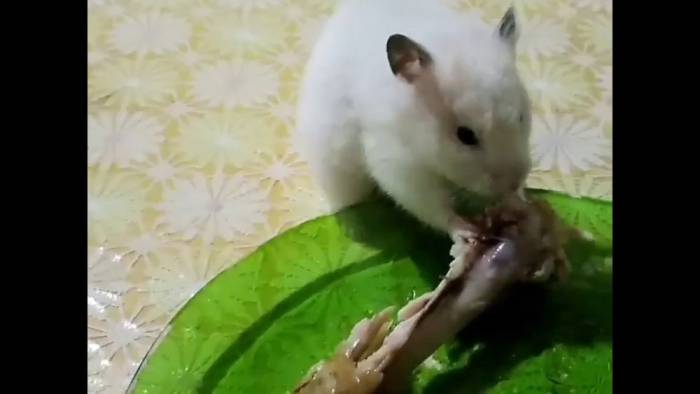 Можно ли хомякам мясо и рыбу (курицу, сало, сосиски)