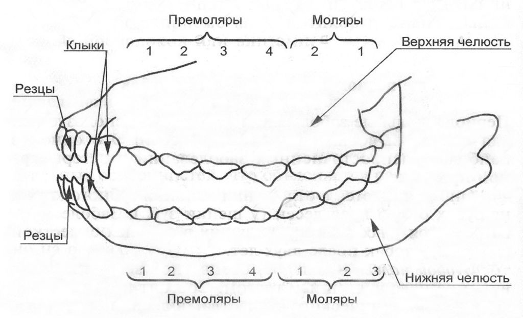 4 вида неправильного прикуса у собак и как исправить: прямой, детский недокус, перекус