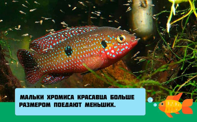 Хромис красавец: содержание, размножение (разведение), с кем уживается (совместимость аквариумной рыбки), мальки, виды (hemichromis lifalili), фото, продолжительность жизни, описание, поведение, характер, требования к воде, аквариуму, растениям, грунту, освещению, отличия самца от самки, нерест, болезни, цена, отзывы, мальки, личинки, советы, кормление