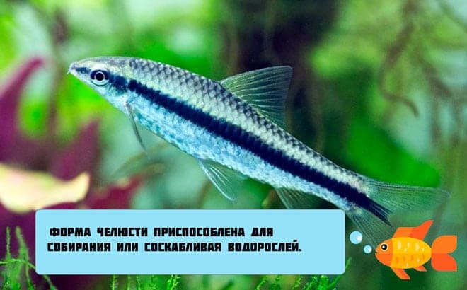 Сиамский водорослеед в аквариуме (сомик sae): содержание, разведение (размножение), путаница с рыбкой летающая лисичка, совместимость, уход, описание, продолжительность жизни, поведение, параметыр воды, грунт, растения, кормление, половые различия, болезни, отзывы, цены