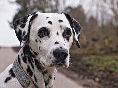 Далматин (Далматинец) — описание породы собаки с фото
