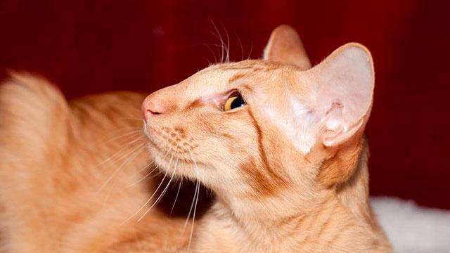 Яванская короткошерстная кошка: описание породы и особенности характера