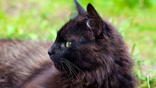 Йоркская шоколадная кошка: описание породы и характера