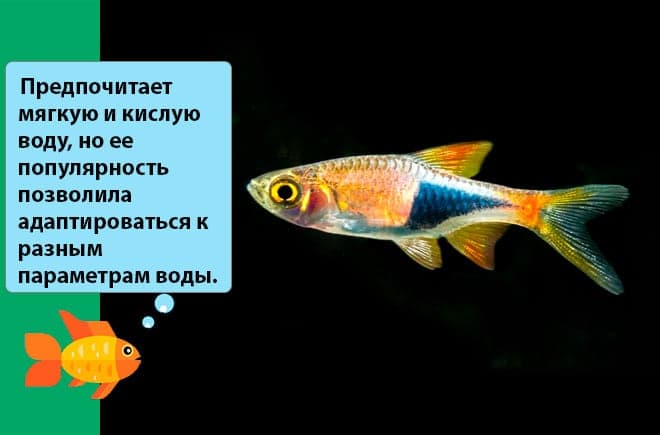 Расбора клинопятнистая (гетероморфа, клиновидная): содержание, уход, размножение аквариумной рыбки, разведение, фото