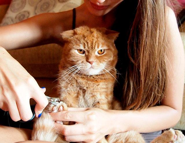 Шотландская вислоухая кошка – уход и кормление в домашних условиях