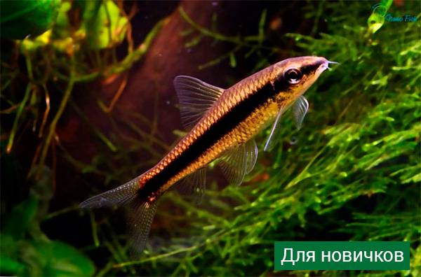 Аквариумные рыбки: названия самых популярных комнатных видов по алфавиту для аквариума, каталог, описание для новичков