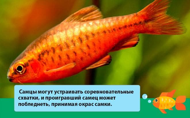 Вишневый барбус (вуалевый): содержание, разведение (размножение), совместимость, фото, уход, описание