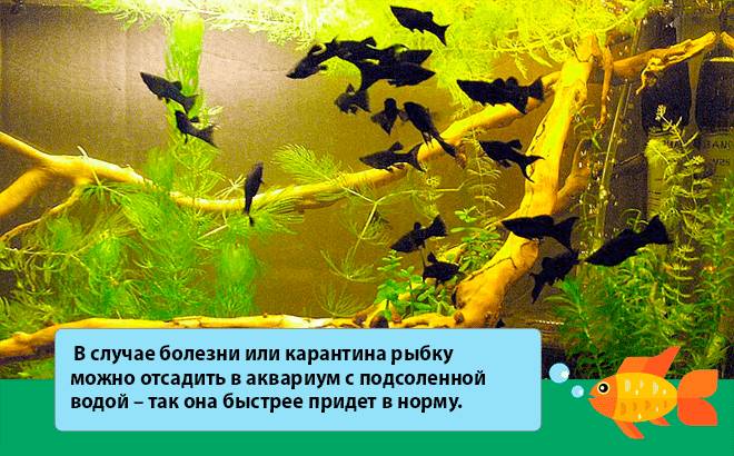 Моллинезия черная (рыбка): отличия самца от самки, размножение, беременная самка, болезни, содержание в общем аквариуме, мальки