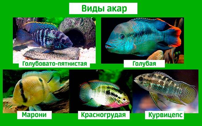 Акара бирюзовая: содержание, совместимость, описание рыбки, кормление в аквариуме, виды, особенности разведения