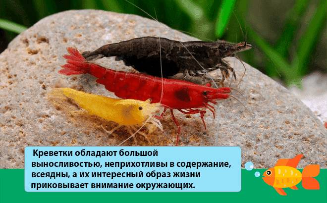 Морской аквариум в домашних условиях: с чего начать, оборудование, запуск, уход, содержание, виды, рыбки, растения, кораллы, самп