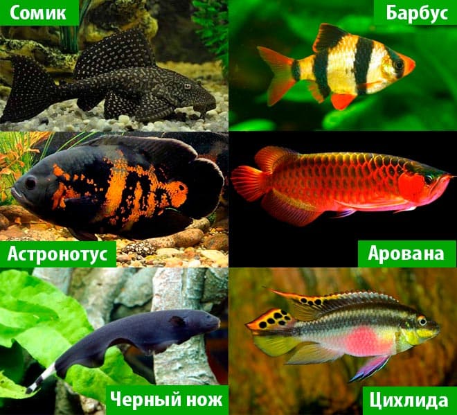 Рыба попугай (аквариумная цихлида): содержание, уход, совместимость с другими рыбками, сколько живут в аквариуме, виды (жемчужный, японский, желтый, белая, шишколобая, синяя, красный, оранжевый), размножение (разведение, нерест), отличия самки и самца (пол), чем кормить (корм), фото, болезни (черные пятна), размеры