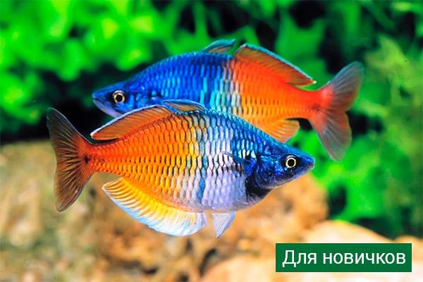 Аквариумные рыбки: названия самых популярных комнатных видов по алфавиту для аквариума, каталог, описание для новичков