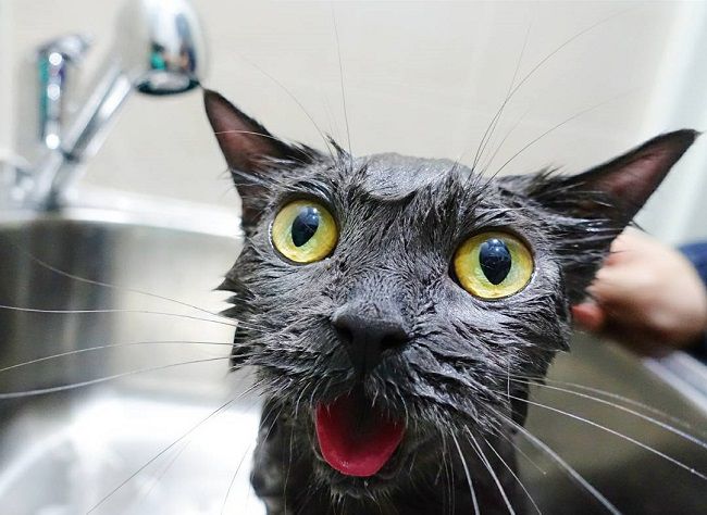 Лучшие шампуни для кошек: виды, цены, отзывы - Муркотэ