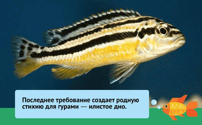 Гурами медовый (золотой): содержание, самец и самка, уход, кормление, совместимость, размножение, болезни