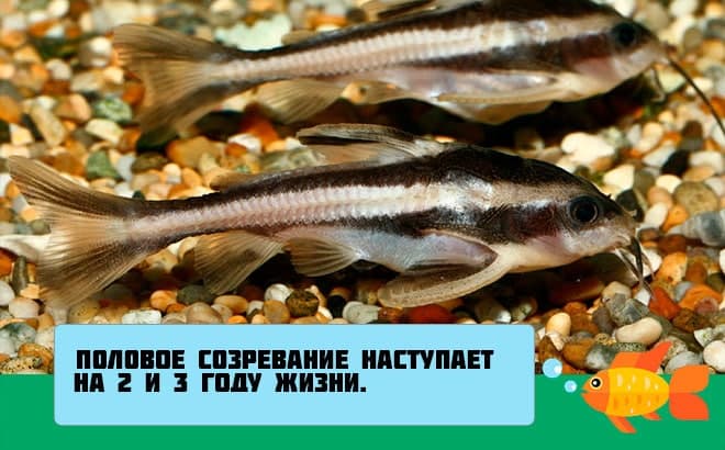 Платидорас полосатый (поющий сом): содержание, уход, размножение, совместимость, фото, кормление, половые различия, болезни, отзывы, цена