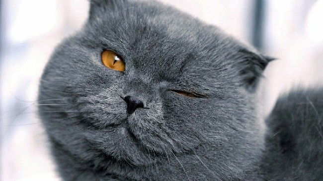 Болезни глаз у кошек: конъюнктивит, катаракта, кератит, глаукома у котов