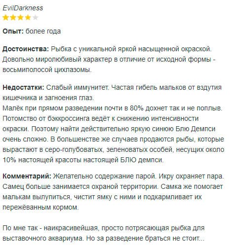 Блю демпси (рыбка цихлазома): содержание, совместимость цихлиды с другими рыбами, фото, уход, размножение (разведение), половые различия, кормление, болезни, отзывы
