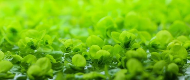 Микрантемум тенистый (Micranthemum umbrosum): описание и характеристики, особенности содержания в аквариуме