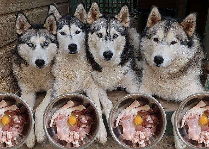 Чем кормить лайку