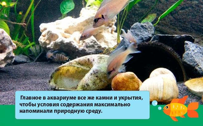 Принцесса Бурунди (рыбка цихлида): содержание, совместимость, фото, параметры воды, кормление, размножение